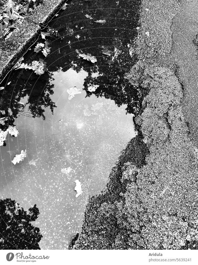 Puddle with tree reflection in the broken asphalt Asphalt Street Reflection Broken Rain Water Rainy weather Lanes & trails Wet Weather Bad weather Autumn leaves