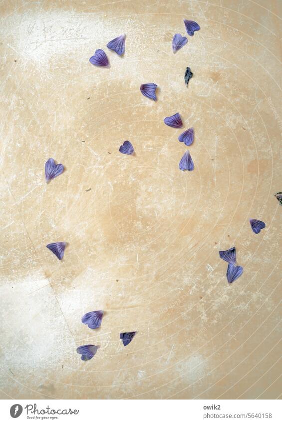 dispersed floor Stone slab Under Detail Deserted petals dropped Fallen Interior shot Faded Lose Decline Calm To dry up Ease Purity purple Copy Space top Change