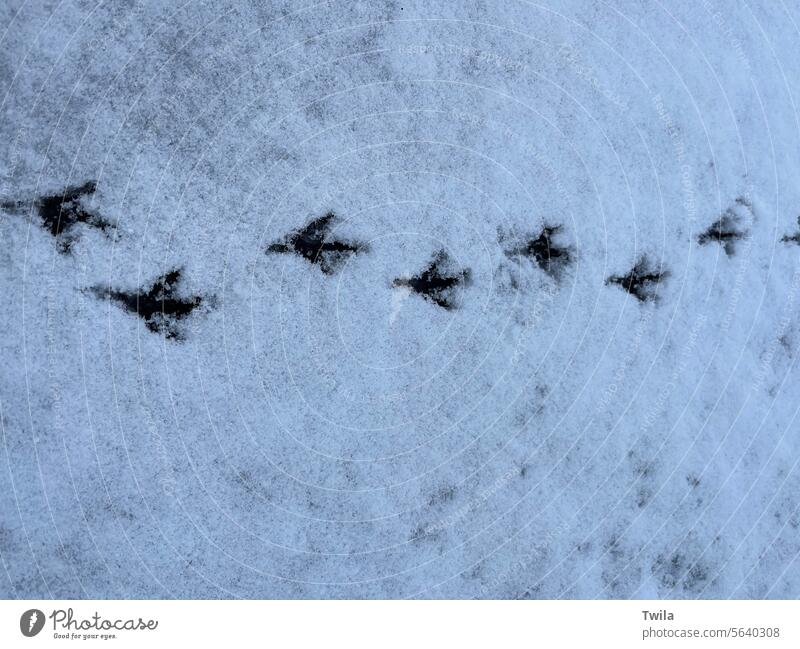 Bird prints in the snow cold winter bird white footprints exterior snow track chill moody