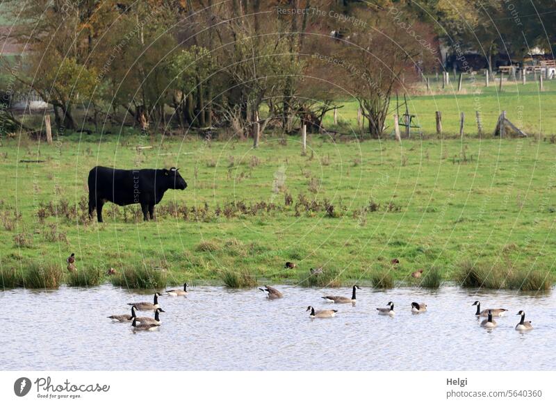 village idyll Landscape Nature Village idyll Meadow Lake Cattle birds geese Canada geese Water be afloat Stand Tree shrub Fence Animal Mammal Agriculture Rural