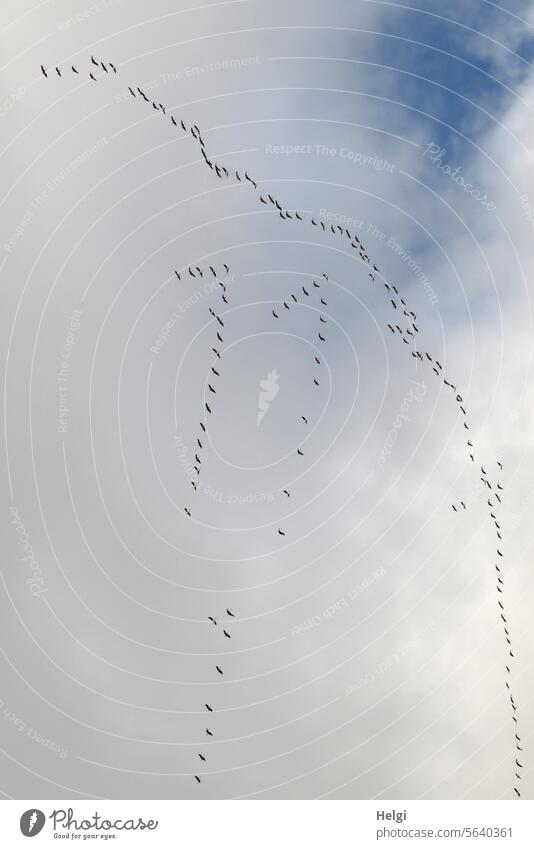 Exceptional formation flight of the cranes birds Cranes Migratory birds bird migration Autumn Sky Clouds Flying Freedom Nature Formation flying 11
