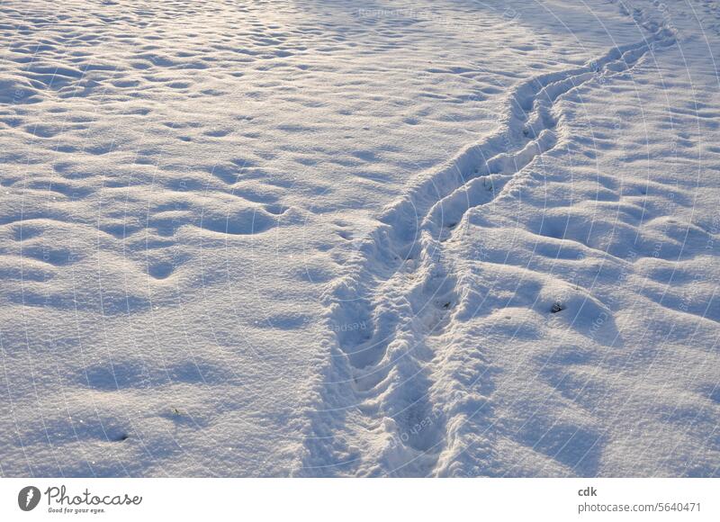 Leaving tracks | out and about in the snow. Snow Virgin snow Winter White Snow layer Cold Frost Weather Deserted Nature Snowscape Winter mood Environment