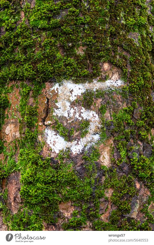A 5 written in white paint on a mossy tree trunk Digits and numbers white color Tree trunk Moss Close-up Deserted Colour photo Wood Exterior shot Detail