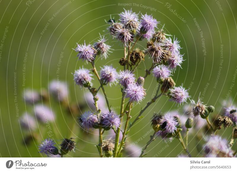 Closeup of creeping thistle flowers with green blurred background nature pink plant flora field wild plant meadow summer blossom purple garden floral spring
