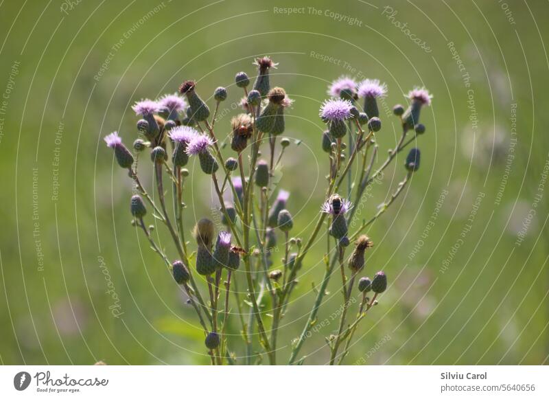 Closeup of creeping thistle flowers with blurred background nature pink plant flora field wild plant meadow bloom blossom purple garden floral spring violet