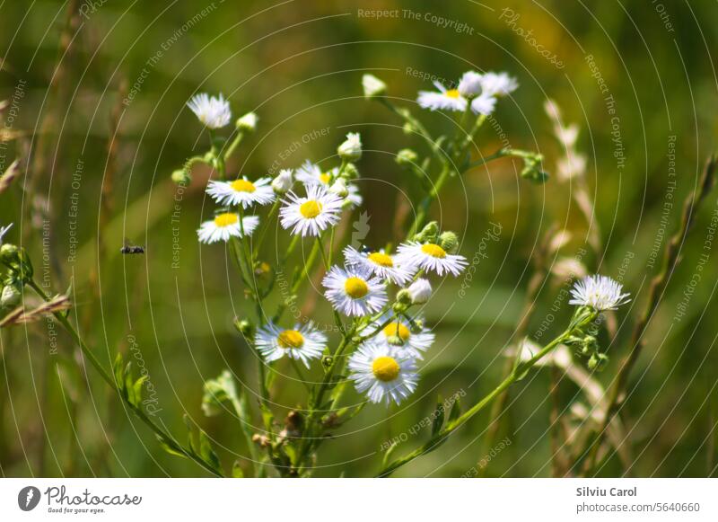 Closeup of annual fleabane flowers with green blurred plants on background garden floral yellow wild blooming field spring wildflower nature meadow daisy herb