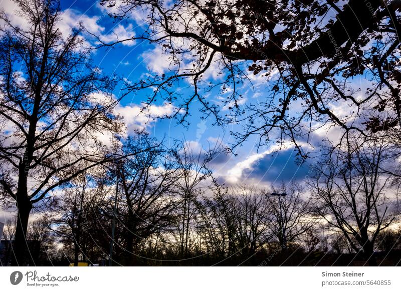 clouds Clouds Blue Sky Blue sky Nature Tree look up