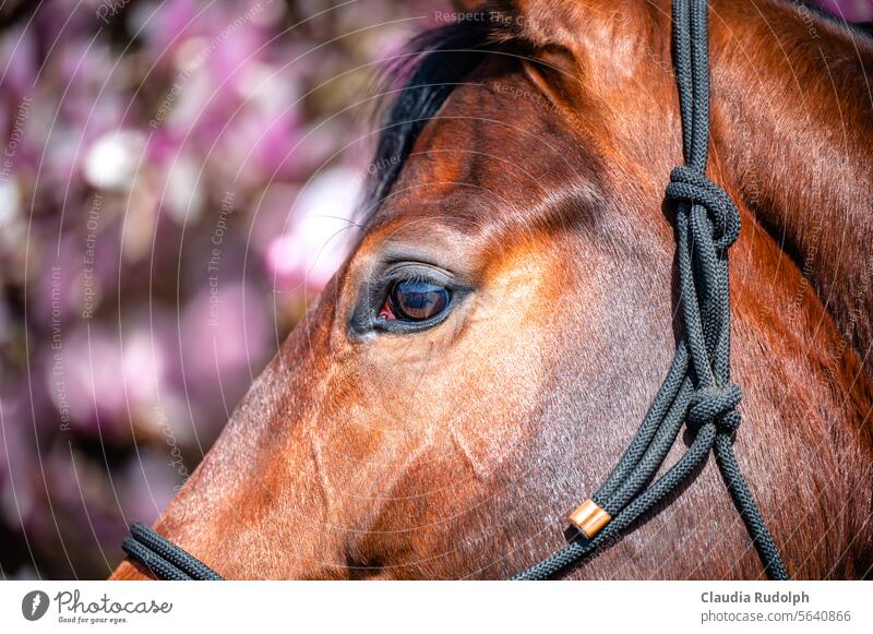Close-up of a brown horse's head in front of blurred pink magnolia blossoms Horse Horse's head Horse's eyes bay horse Magnolia blossom Spring spring awakening