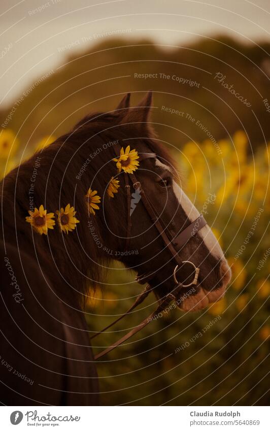 Portrait of a black horse with flowers in its mane in front of a field of sunflowers Horse horses Horse's head tinker Tinkerpony Animal portrait Black horse