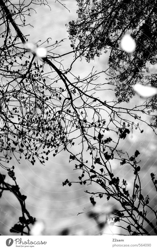 autumn Nature Landscape Water Sky Autumn Tree Bushes Forest Lake Dark Cold Dream Idyll Kitsch Calm Surrealism Autumn leaves Leaf Reflection Black & white photo