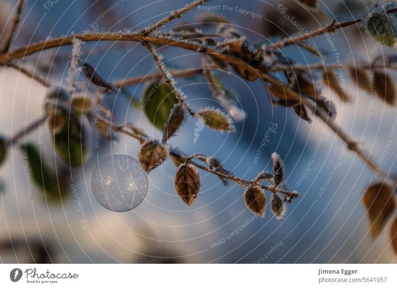 Frozen soap bubble on a branch Soap bubble Frost Winter chill Ice Exterior shot Winter mood Cold Freeze Hoar frost Ice crystal Weather winter ice crystals