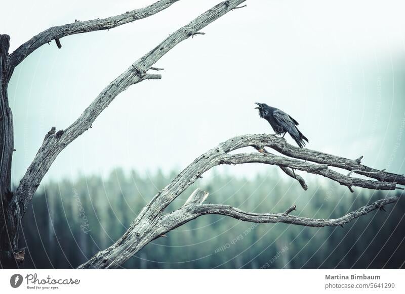 Screaming crow sitting on a branch in the Yellowstone National Park, Wyoming yellowstone national park wildlife bird nature raven outdoor black wing animal