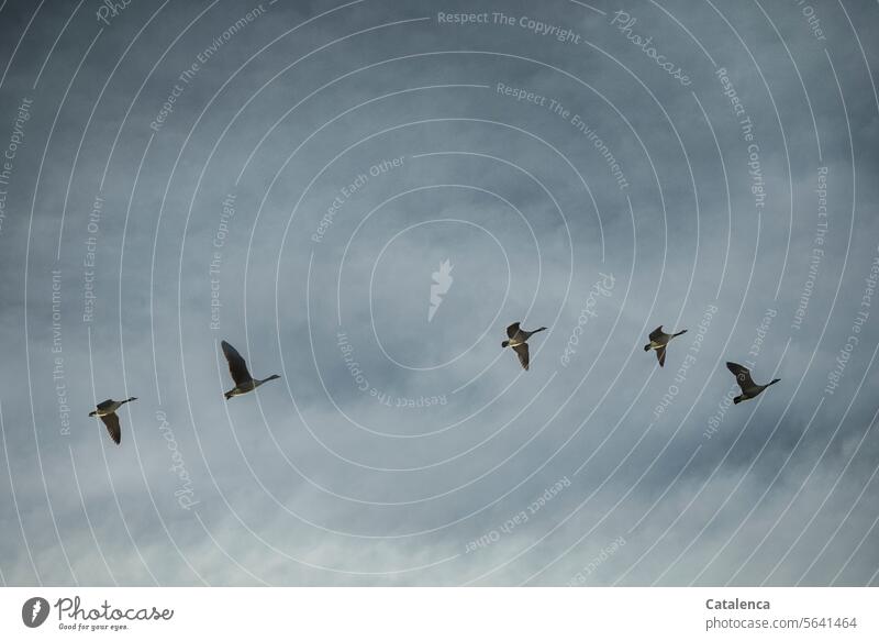 Geese pass by in the gray sky Nature Faua Animal Vög geese Duck birds Canadian goose Brandts canadiensis Migratory birds Flying Sky Clouds Winter Day daylight