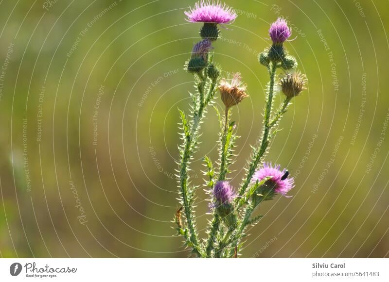 Closeup of spiny plumeless thistle flower with green blurred background leaf thorn floral field nature wild natural meadow beautiful bloom botanical pink plant