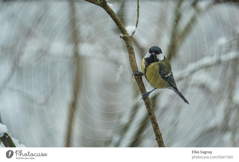 Bird photography - looking into the camera Great tit in front of a blurred background #bird Nature Exterior shot Animal birds Colour photo Day Wild animal