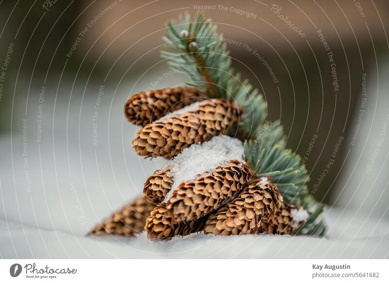 Cones of the blue spruce Blue spruce Cone scales Stech spruce spruces Snow Winter Nature Close-up ice crystals chill Frost Wintertime Fir branch Season Twig