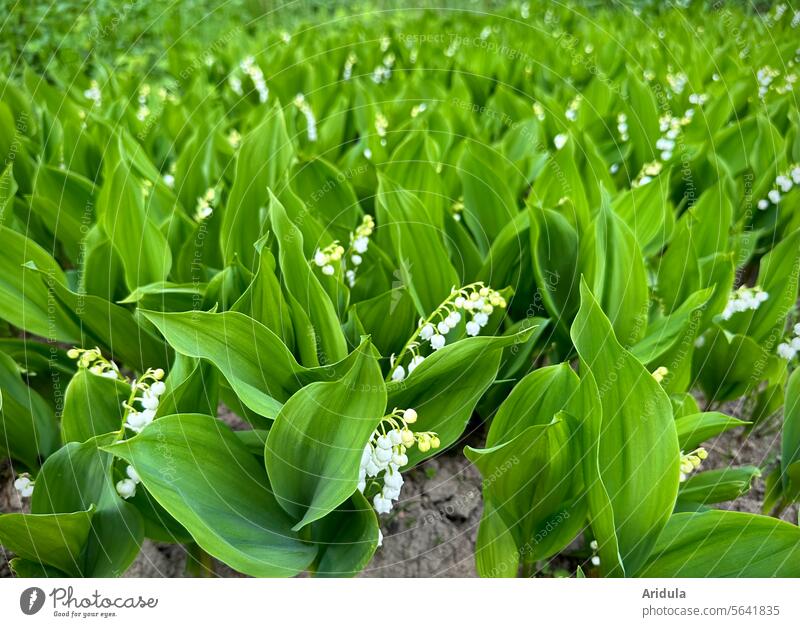 lily of the valley Lily of the valley Spring May Spring flower Spring flowering plant Flower Nature Garden Blossom Plant Green White