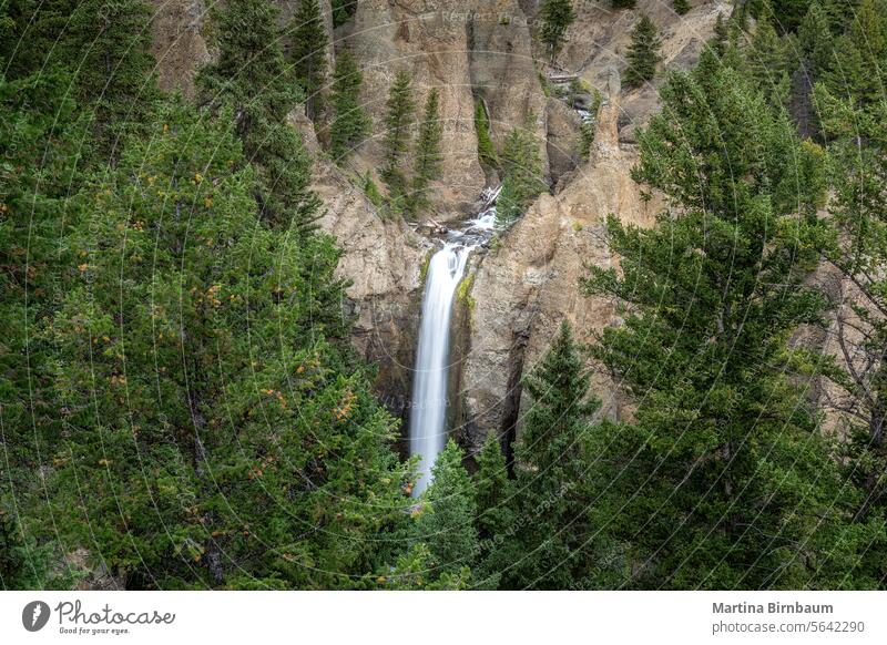 The Tower Fall in the Yellowstone National Park, Wyoming USA waterfall yellowstone tower fall national park trees rocky river bed conifers america