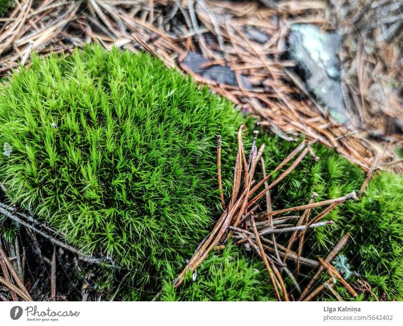 Green moss Moss Nature Forest Carpet of moss moss-covered Landscape Day Woodground Deserted Plant Colour photo Environment Exterior shot background