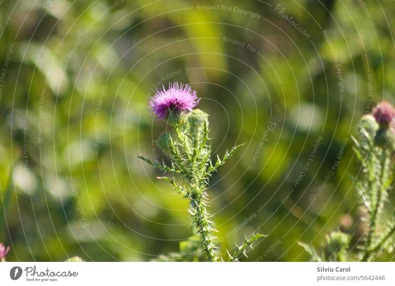 Closeup of spiny plumeless thistle flower with green blurred plants on background leaf thorn floral field wild plant asteraceae nature prickly bud natural