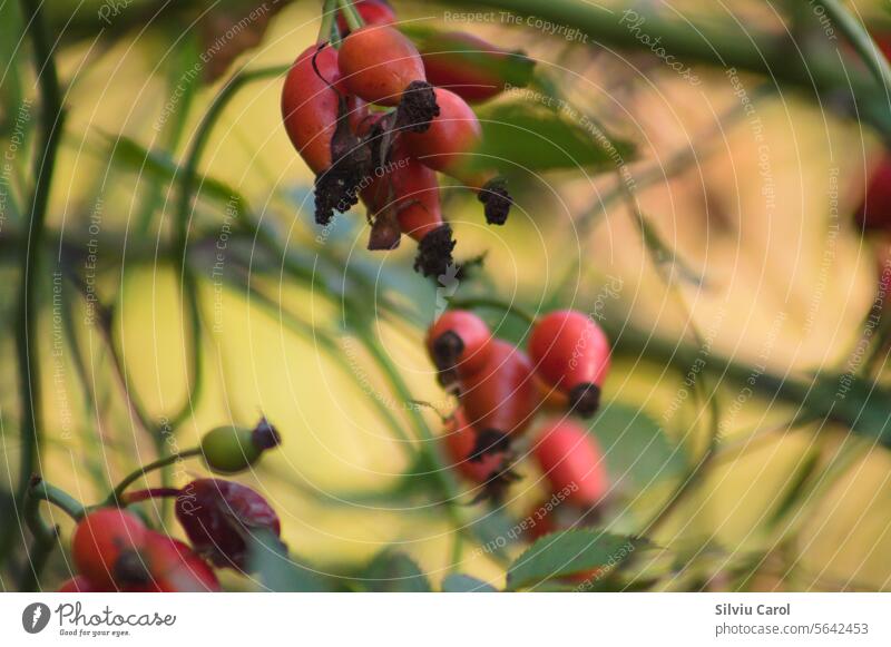 Closeup of red dog rose fruits on branches with selective focus on foreground. ROsehip leaf rosehip green bush background shrub plant garden bunch floral