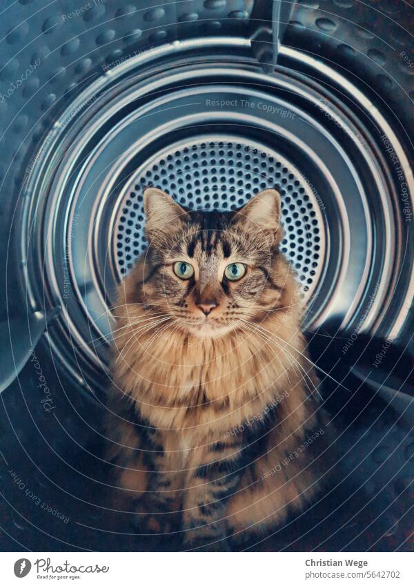 A Main Coon cat sitting in the dryer main coon Main-Coon Cat gato cat in Space Animal animal Colour photo Whisker Pet Domestic cat Mammal Pelt mietzi whiskers