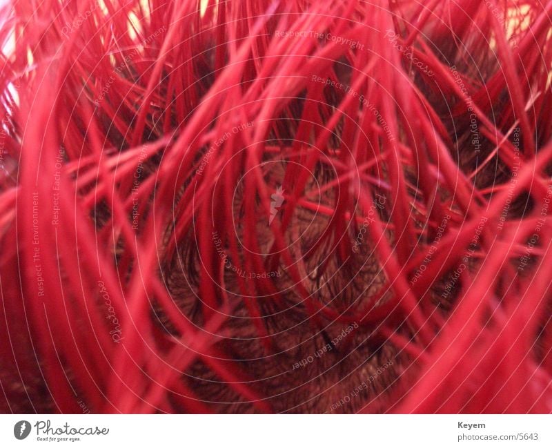Red hair Gel Macro (Extreme close-up) Close-up Hair and hairstyles Punk Thorny Colour