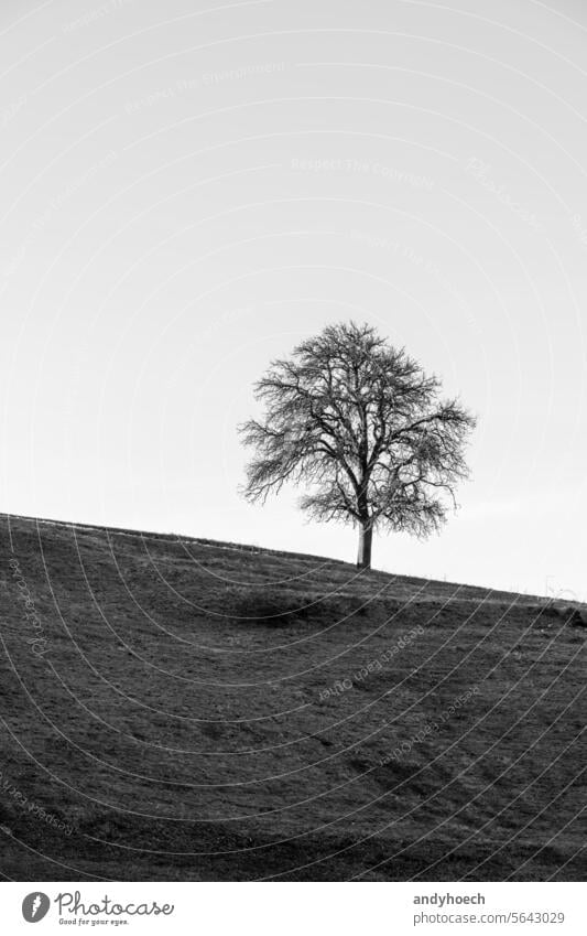 A tree on the slope of a hill in black and white alone bare beautiful beauty branch BW copy space country countryside distance environment europe field grass