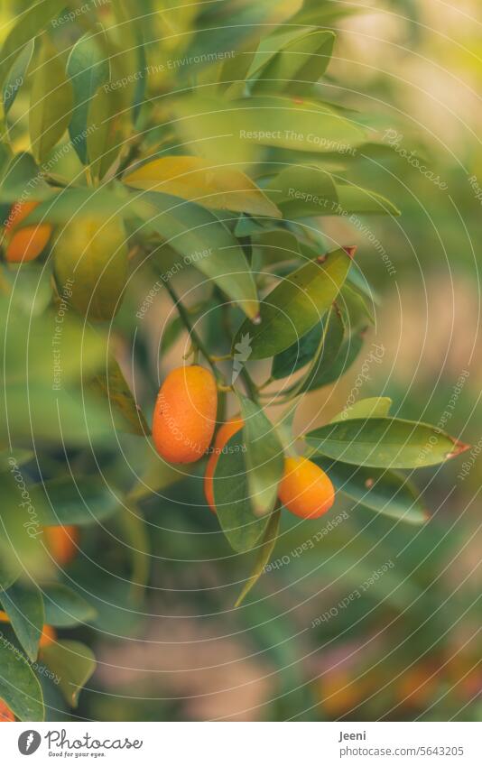 A touch of summer Citrus fruits Lemon Tree shrub Kumquat Fruit Orange Healthy Vitamin Nutrition Mature Organic Fresh Food Juicy Summer Fruity naturally