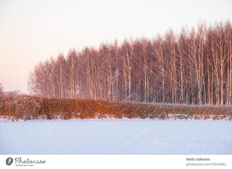 Sunlit birch trees and river reeds in the snow on the river bank at sunset in winter. Golden sunset light background beautiful beauty branch bright cold day
