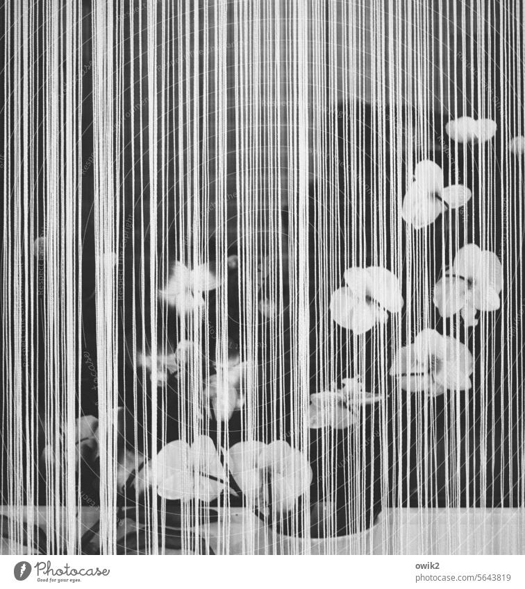 rectilineal Window Drape Curtain Venetian blinds Window board Artificial flowers Flower vase Calm Patient Black & white photo Interior shot Detail Deserted