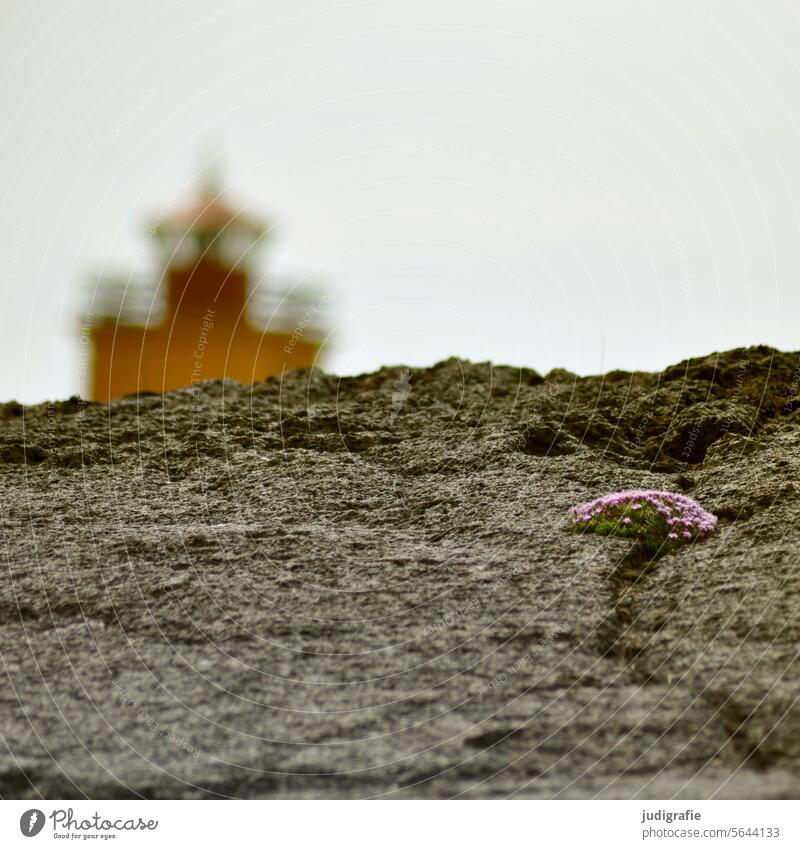 Iceland Lighthouse Maritime Tower Navigation Ocean Rock rocky coast Plant Sparse Nature Vacation & Travel Shallow depth of field