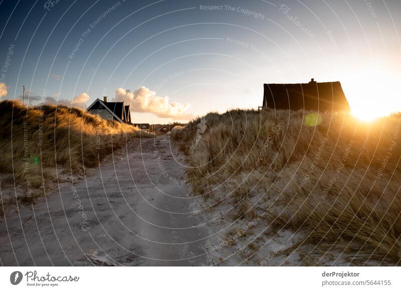 Houses in the dunes in Denmark relaxation relax & recuperate" Recreation area bathe Freedom vacation Vacation mood Exterior shot Ocean Colour photo Relaxation