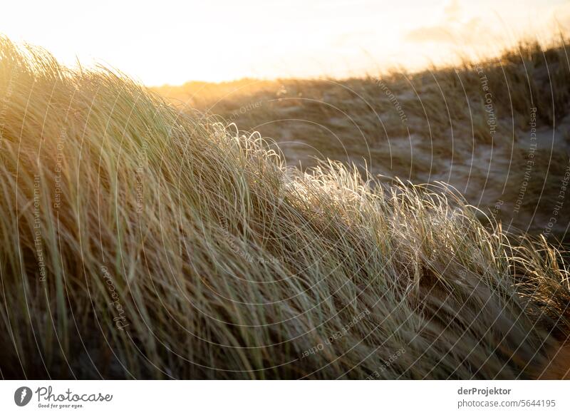 Sunrise in the dunes in Denmark II relaxation relax & recuperate" Recreation area bathe Freedom vacation Vacation mood Exterior shot Ocean Colour photo
