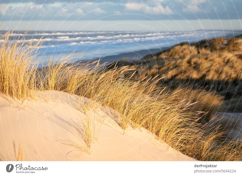 Sunrise in the dunes in Denmark VI relaxation relax & recuperate" Recreation area bathe Freedom vacation Vacation mood Exterior shot Ocean Colour photo