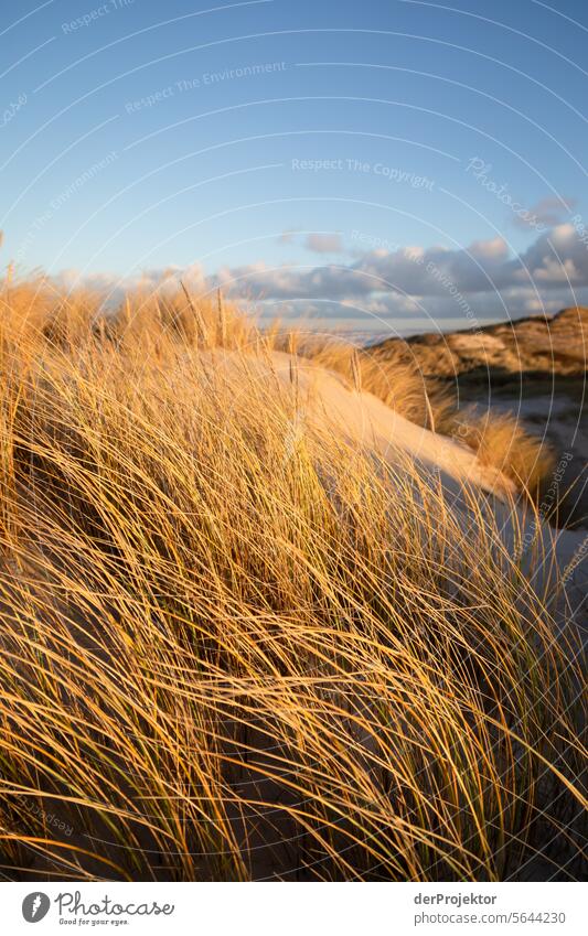 Sunrise in the dunes in Denmark II relaxation relax & recuperate" Recreation area bathe Freedom vacation Vacation mood Exterior shot Ocean Colour photo