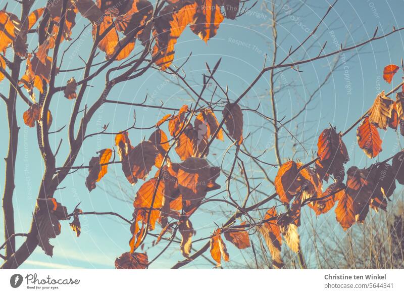 The last dried leaves of the beech tree glow in the sun Autumnal colours coloured leaves Autumn leaves Transience Nature Leaf Orange Twigs and branches twigs
