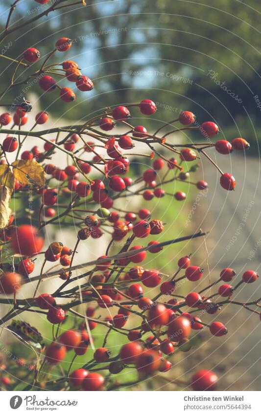 Red rose hips on a beautiful day in fall Rose hip Fruit Plant rose bush Bush rose Autumn Promenade out blurriness Rose plants fruits collected nuts Red Fruits