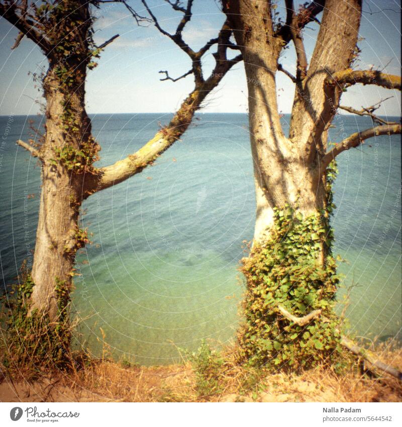 Two trees and the Baltic Sea Analog Analogue photo Colour Colour photo Tree flora Water Ocean Nature Exterior shot duo two