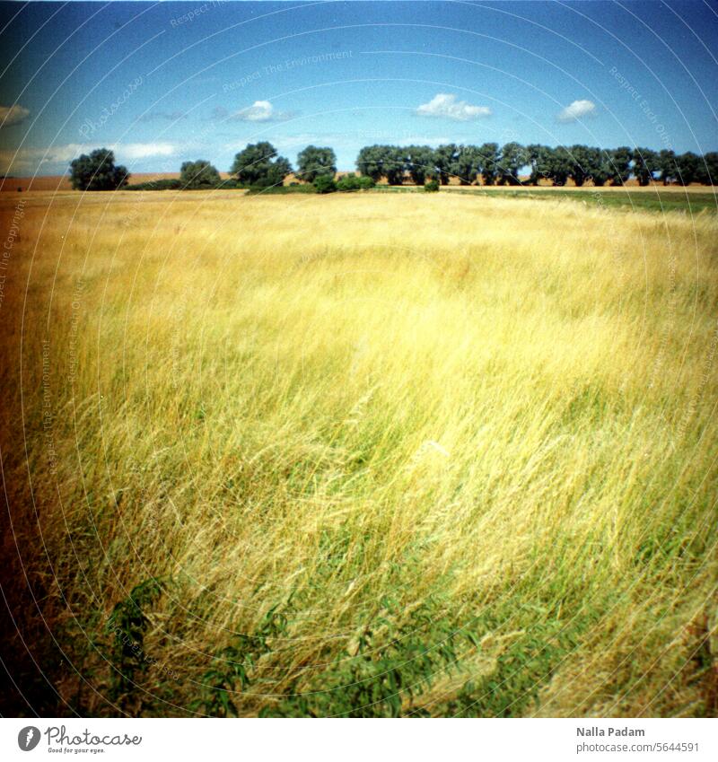 Meadow, trees and the sky Analog Analogue photo Colour Colour photo Nature Grass Tree Sky Row of trees distance Horizon Blue Green flora Landscape Exterior shot