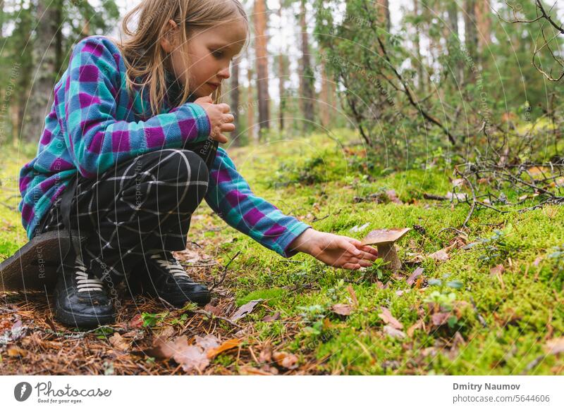 Child found penny bun mushroom in a forest Boletus edulis boletus camping cap cep child childhood collect curiosity dangerous delicious discover edible