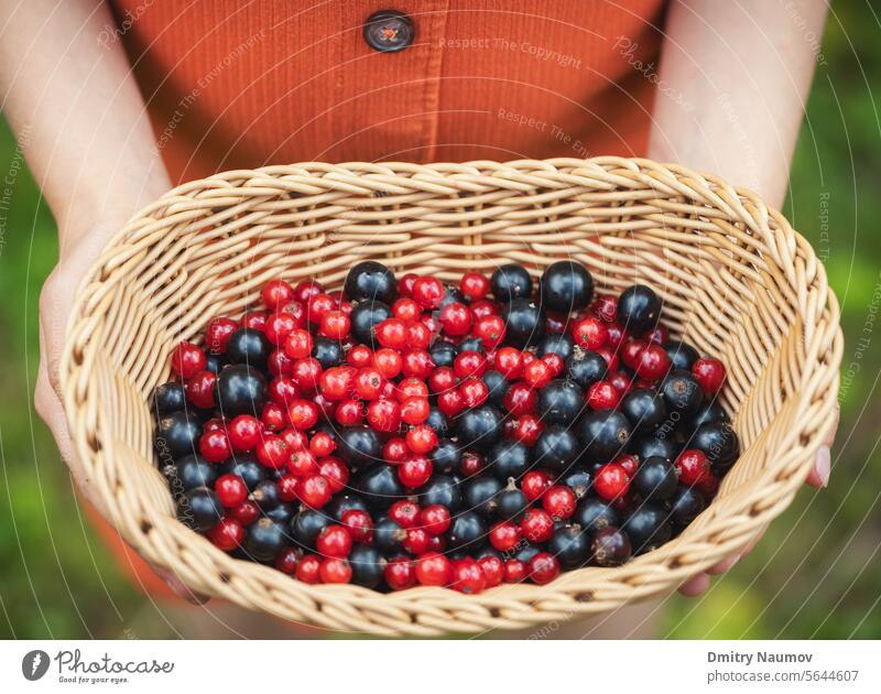 Child shows picked currant berries Redcurrant basket berry black blackcurrant bowl cassis child closeup collect crop cultivation delicious demonstate food fresh