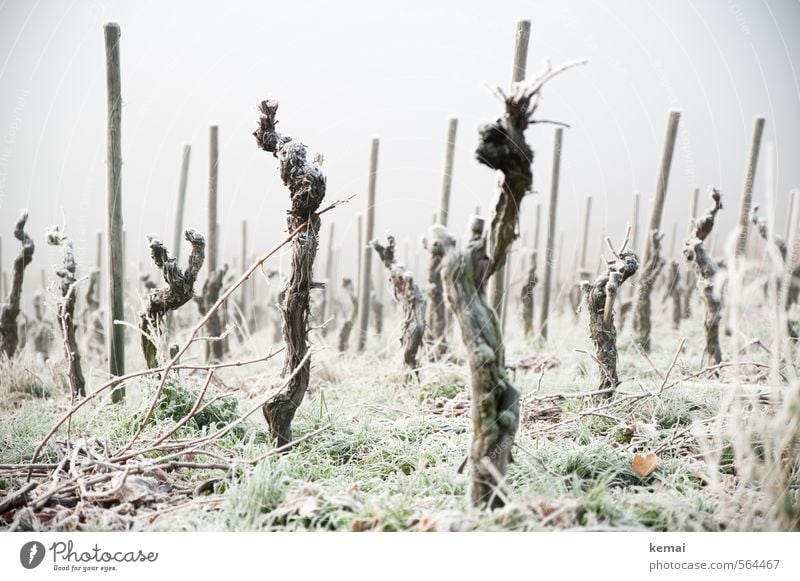 Cold Warriors Environment Nature Winter Bad weather Fog Ice Frost Plant Grass Agricultural crop Vine Many Moody Empty Gloomy Colour photo Subdued colour