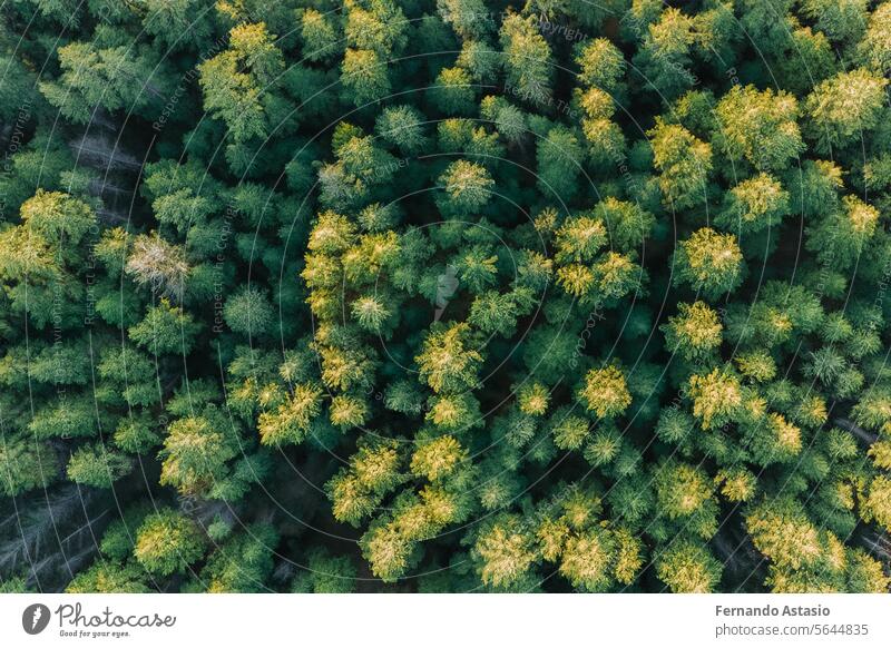 Forest. Massive landscape with spruce forest. The sun shines through trees, ground covered with moss and fern, mountain range. River. Aerial view. March 21. 2024. International Day of Forests.