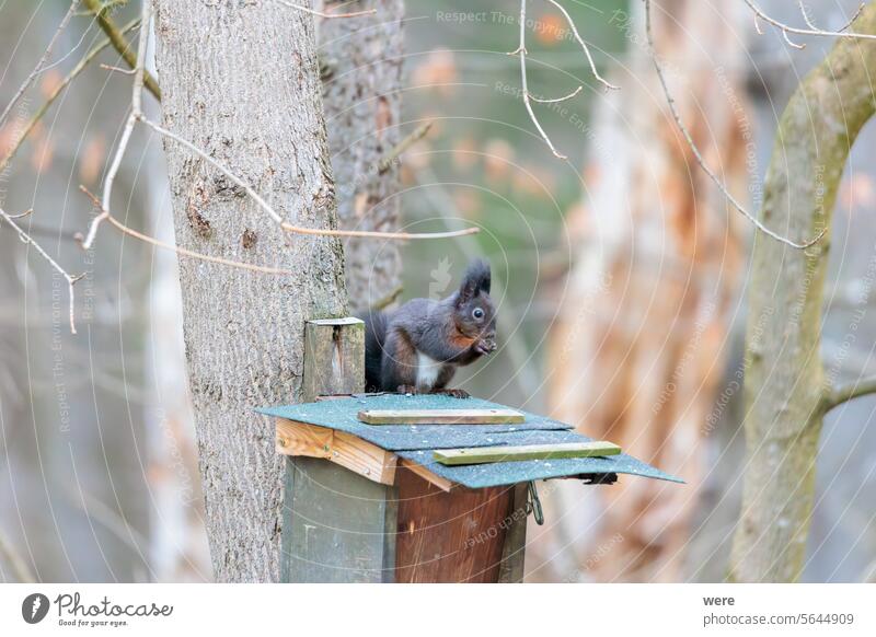 A European squirrel sits on a feeder in the forest and eats food Animal Sciurus vulgaris animal animal Theme animal in the wild cuddly cuddly soft cute