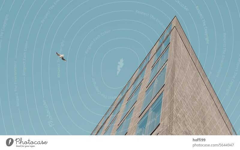 a seagull circles above an office against a blue sky Seagull freedom-loving Modern architecture Architecture Blue sky Glide Flying Facade Building Bird Glass