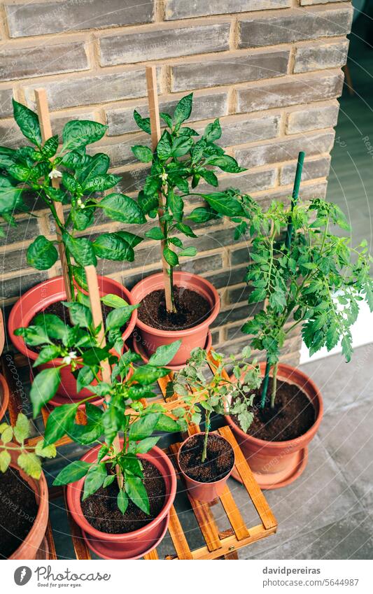 Vegetable garden on balcony of apartment with plants growing on ceramic pots urban vegetable terrace growth empty nobody real estate organic ecological close up