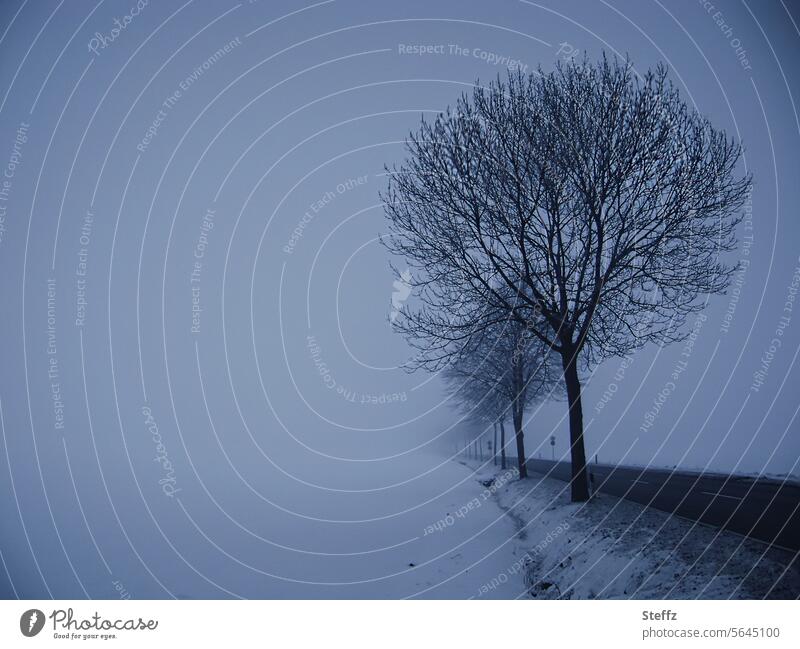 Blue hour on a gloomy winter's day Fog blue hour Snow dark winter day foggy Shroud of fog snowy Cold somber Dreamily Winter trail off chill winter cold