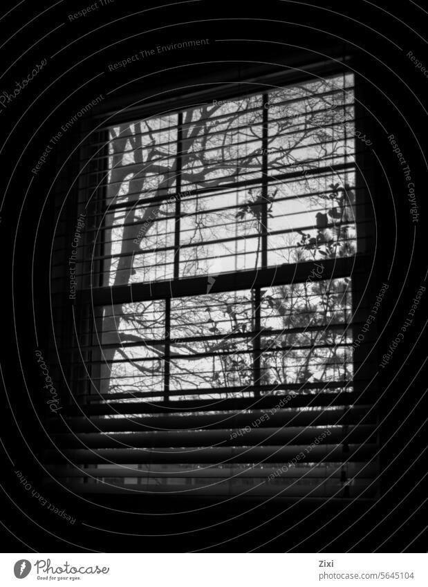 Tree view #Tree Nature #Window View from a window #Black and White Black & white photo Loneliness Window frame Calm