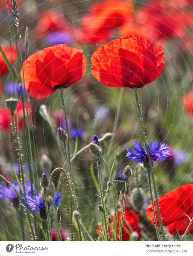 Poppies and cornflowers Spring Summer poppy flower Red Green Shallow depth of field Nature Poppy blossom Flower Plant Exterior shot Colour photo Blossom